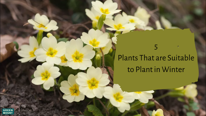 5 Plants That are Suitable to Plant in Winter / GREEN MOUNT