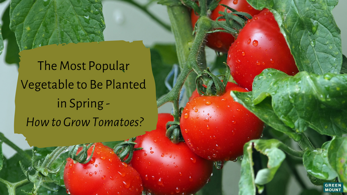 The Most Popular Vegetable to Be Planted In Spring – How to Grow Tomatoes? / GREEN MOUNT