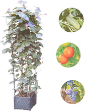 Load image into Gallery viewer, GREEN MOUNT 41.3" Raised Garden Bed Planter Boxes with Trellis for Climbing Vegetables Plants
