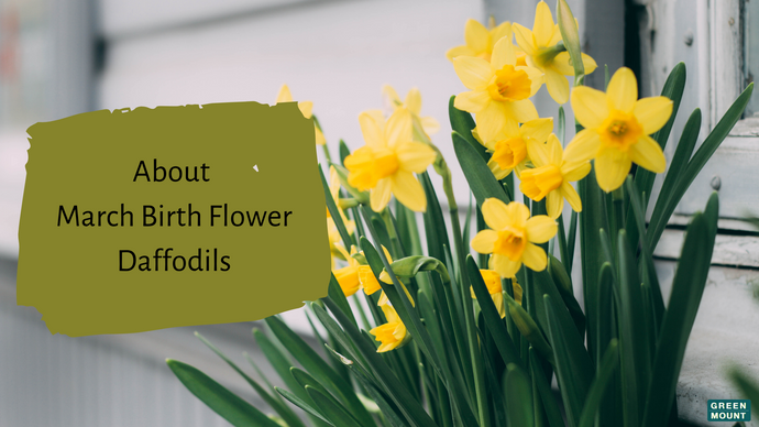 About March Birth Flower – Daffodils / GREEN MOUNT