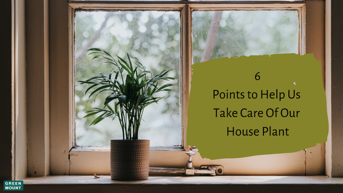 6 Points to Help Us to Understand How to Take Care of Our Potted Plants / GREEN MOUNT