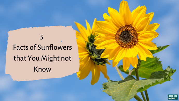 5 Facts of Sunflowers that You Might not know. / GREEN MOUNT