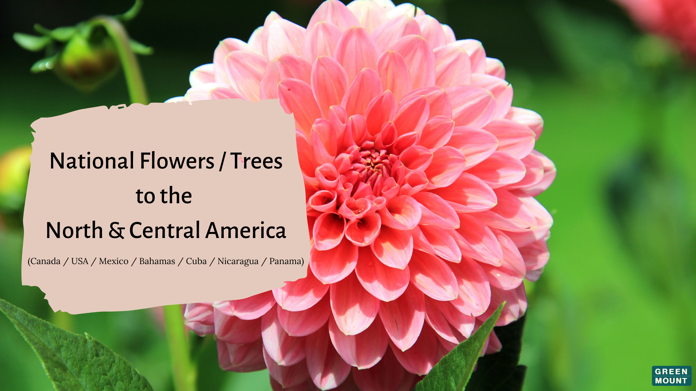 Fun Facts About National Flowers Trees