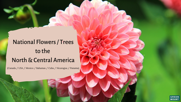 Interesting knowledge/ Fun Facts about National Flowers/Trees to North & Central America / GREEN MOUNT
