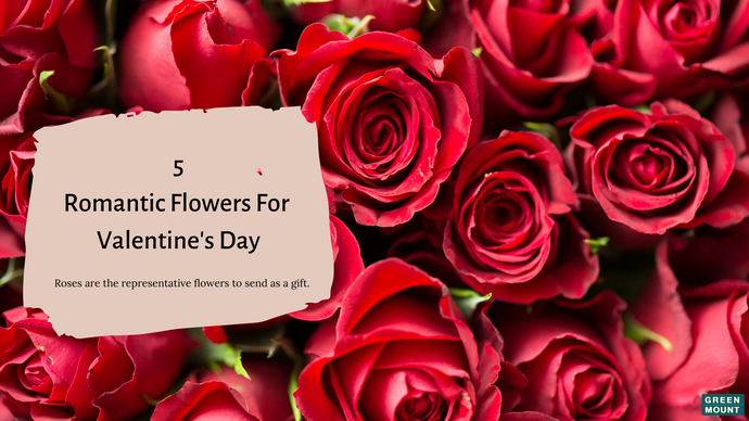 5 Romantic Flowers for Valentine’s Day / GREEN MOUNT