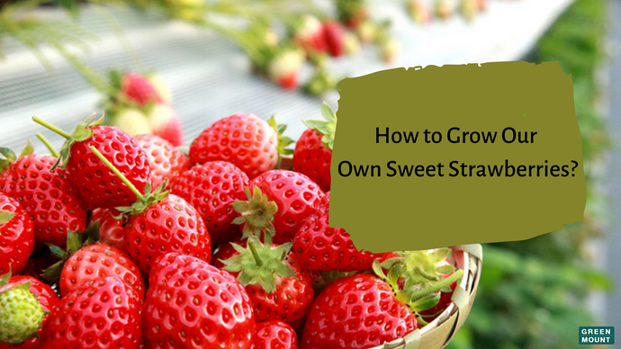 How to Grow Our Own Sweet Strawberries. / GREEN MOUNT